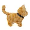 Kitten walking and meowing B-2354