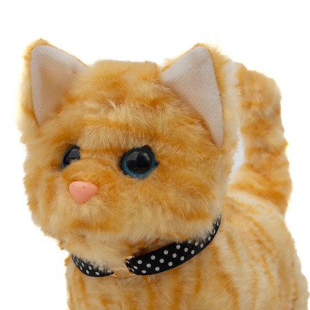 Kitten walking and meowing B-2354